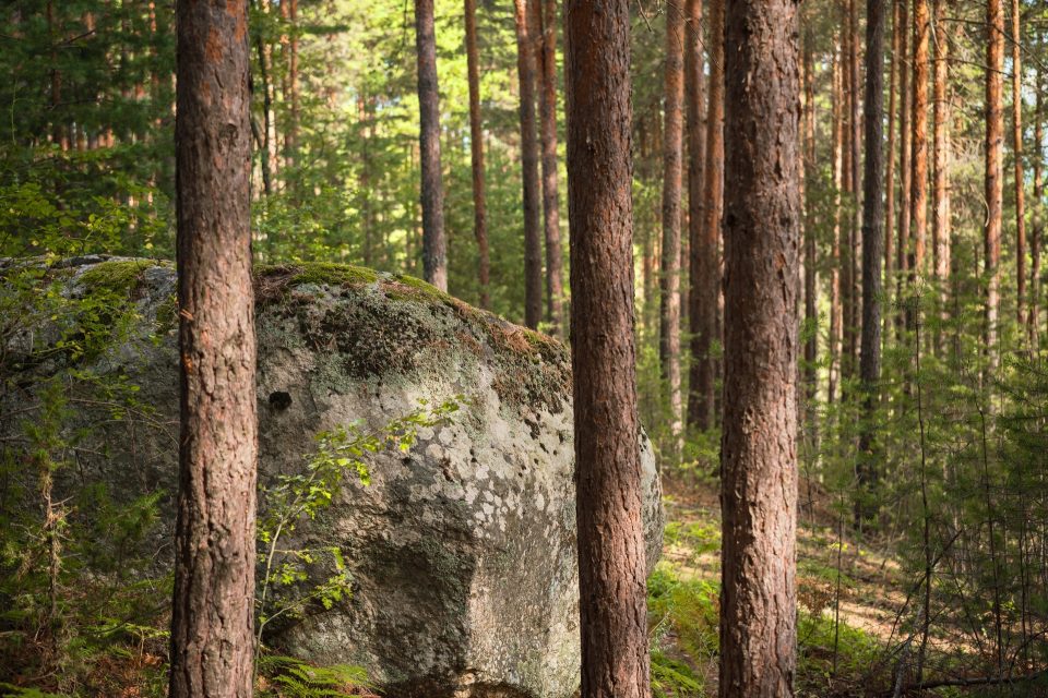 Stort mossigt granitblock bland höga tallar i solbelyst skog